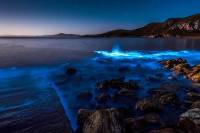 Австралийский залив засиял голубым «неоновым» светом