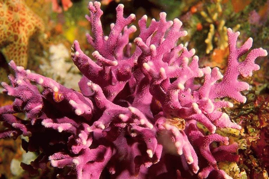 Медленная жизнь кораллов