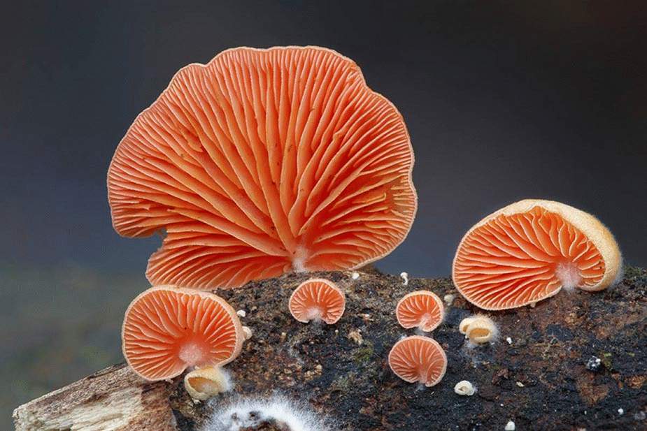 Удивительное царство грибов. Steve Axford